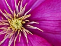 Clematis
